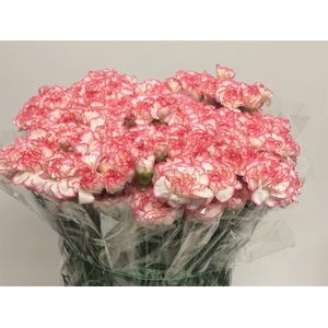 Di St Poirot White/red Edge