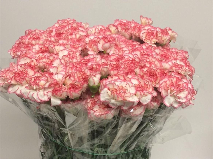 <h4>Di St Poirot White/red Edge</h4>