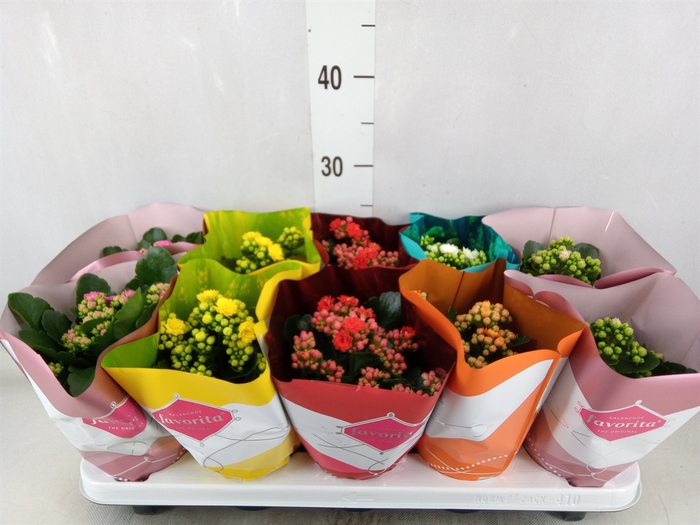 <h4>Kalanchoe blos. 'Perfecta'  ..mix 6</h4>