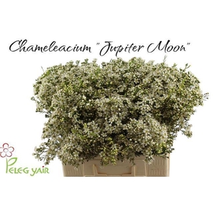 CHAME UN JUPITE MOON