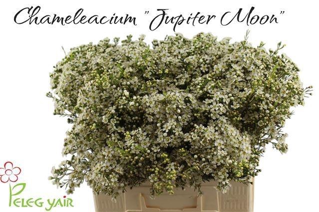 <h4>CHAME UN JUPITE MOON</h4>