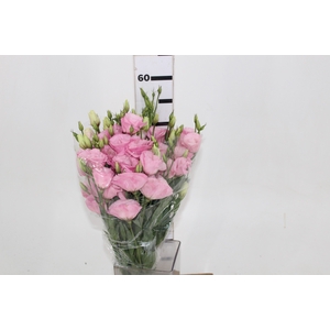 NAO USAR - LISIANTHUS ROSA CLARO 050 CM MIN 500 GRAMAS