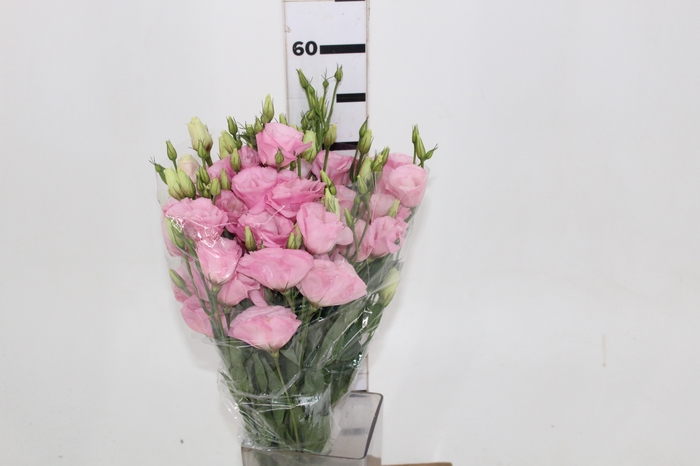 NAO USAR - LISIANTHUS ROSA CLARO 050 CM MIN 500 GRAMAS