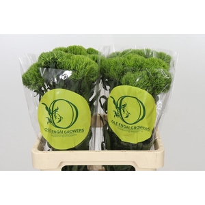 Dianthus Br Kiwi Mellow