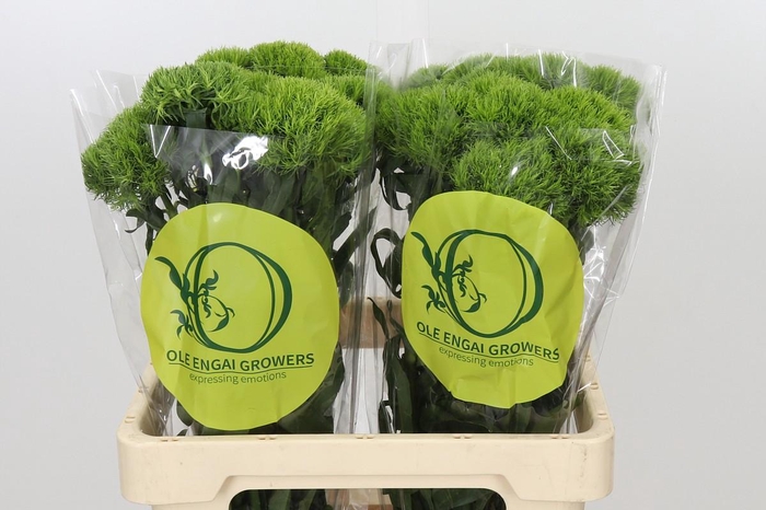 <h4>Dianthus Br Kiwi Mellow</h4>