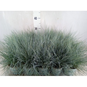 Festuca glauca 'Compacta Blue'