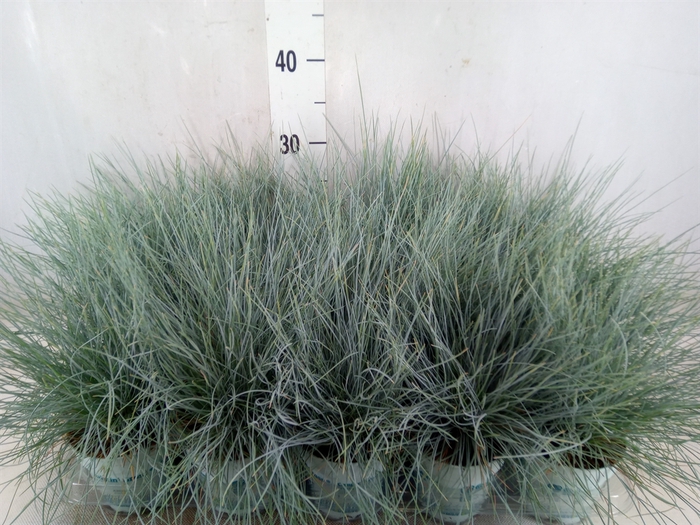 <h4>Festuca glauca 'Compacta Blue'</h4>