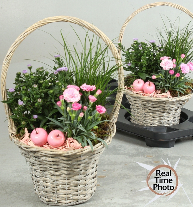 <h4>ARR TUINPLANTEN</h4>