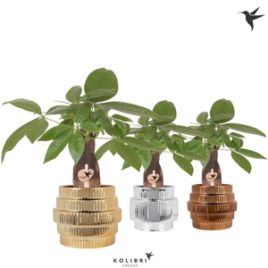 Kolibri Greens Pachira in Allure Shiny pot mix