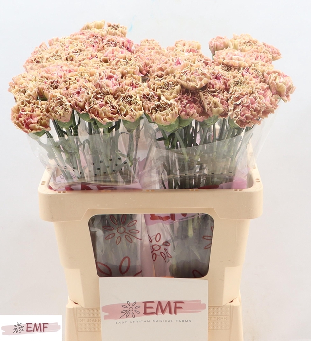 <h4>DI ST BABYLON</h4>