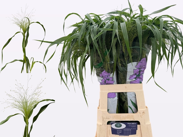 <h4>PANIC VI FONTAINE</h4>