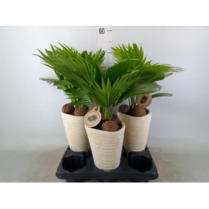 Livistona rotundifolia