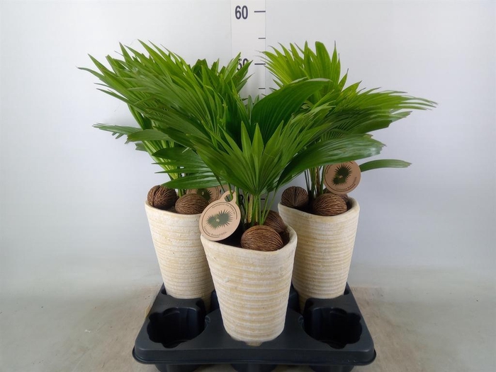 <h4>Livistona rotundifolia</h4>