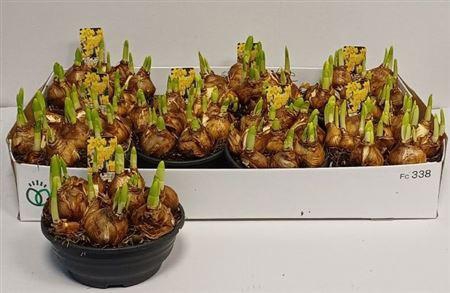 ** Narc O Tete A Tete Schaal Winter Promo **