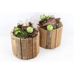 arr4 Amaryllis MB - Hout latjes pot 285/5