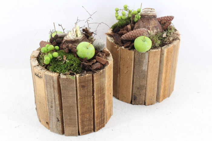 <h4>arr4 Amaryllis MB - Hout latjes pot 285/5</h4>