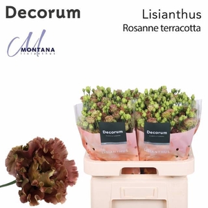 EUS G ROSAN TERRACOT