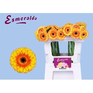 Ge Mi Barbados 07 CM,(NL),MPS A,(20)