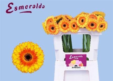 <h4>Ge Mi Barbados 07 CM,(NL),MPS A,(20)</h4>