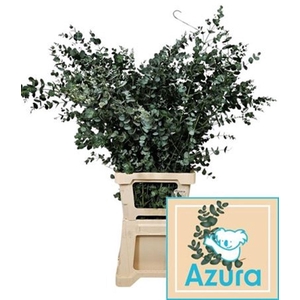 Euca Gu Azura