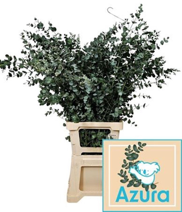 <h4>Euca Gu Azura</h4>