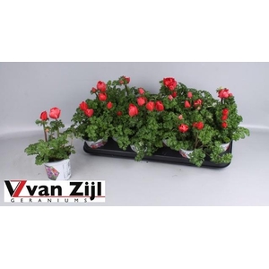 ANEM CO HARM SCARLET