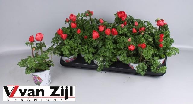 <h4>ANEM CO HARM SCARLET</h4>