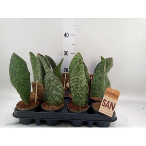 Sansevieria   ...