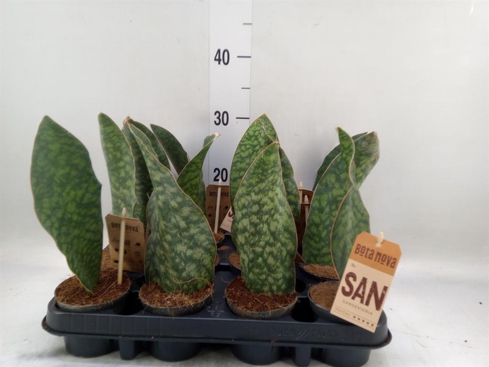 <h4>Sansevieria ...</h4>