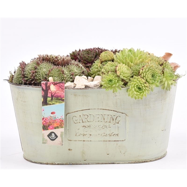 <h4>Zink ovaal gardening 25x14.5cm</h4>