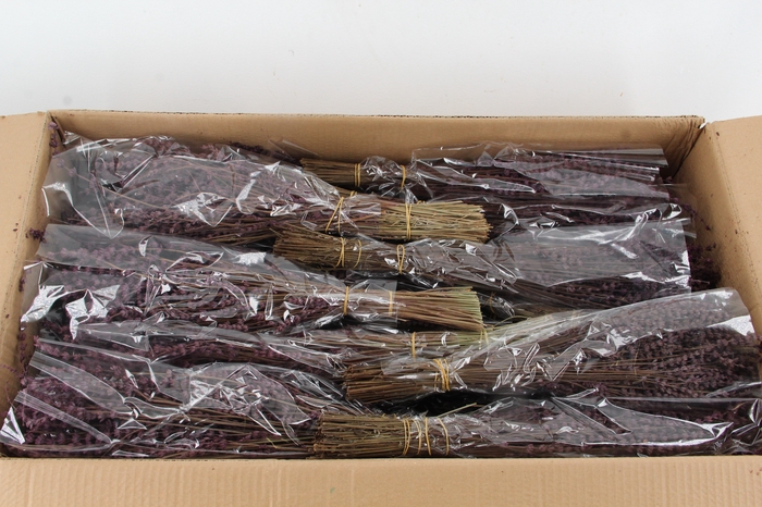 <h4>PF Lavendel Purple</h4>