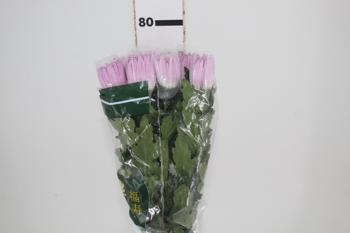 <h4>ANASTASIA ROSE 080 CM LILAS</h4>