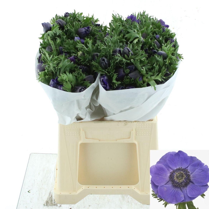 <h4>ANEM CO MIS + D BLUE</h4>