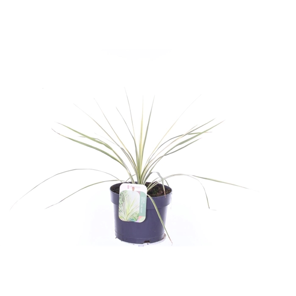 <h4>Cordyline australis Lime Passion</h4>