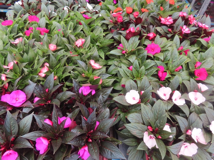 <h4>IMPAT NG MIXK 4 KL</h4>