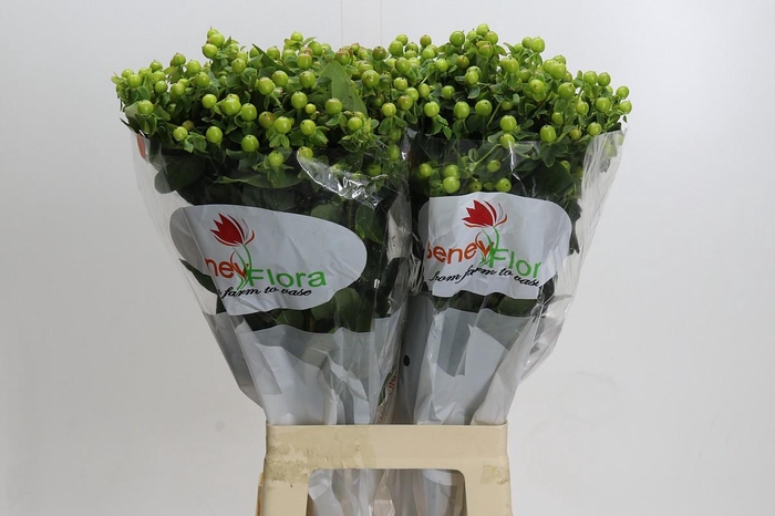 <h4>Hypericum Green Power</h4>