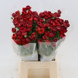 Ranunculus Elegance Red