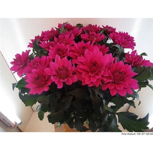 Dahl Cerise