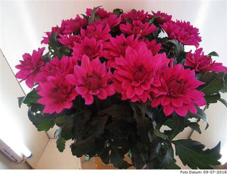 <h4>Dahl Cerise</h4>