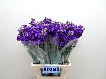 <h4>Matth Iron Purple</h4>