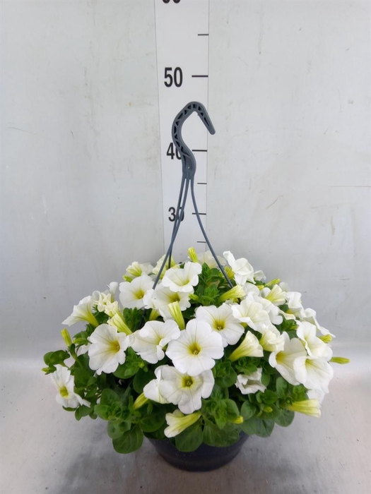 <h4>Petunia   ...</h4>