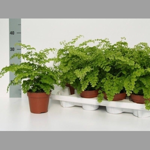 ADIAN RAD FRAGRANS