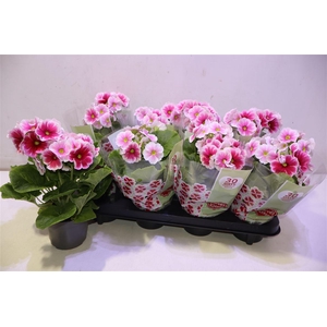 arr8 Prim Ob Tm Red White