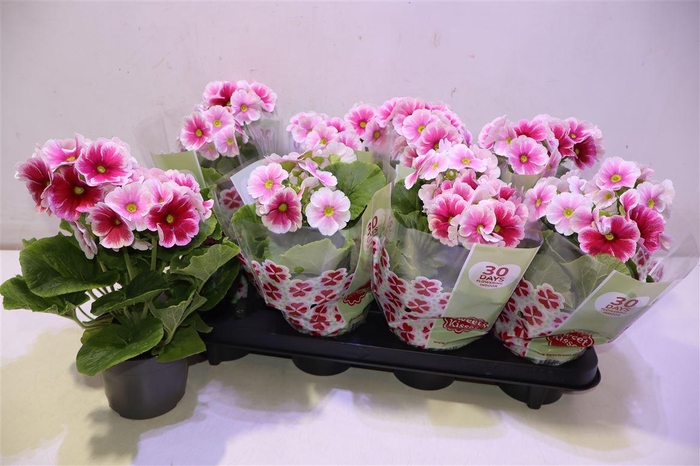 <h4>arr8 Prim Ob Tm Red White</h4>