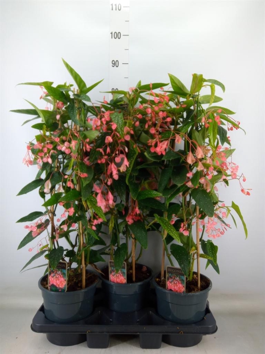 <h4>Begonia   ...</h4>