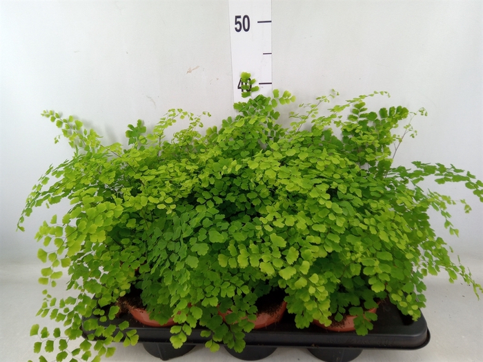 <h4>Adiantum raddi. 'Fragrans'</h4>