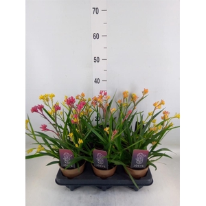 Anigozanthos   ...mix