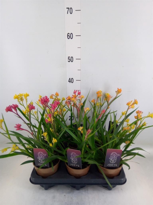 <h4>Anigozanthos   ...mix</h4>