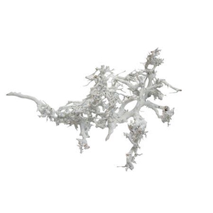 BONSAI WOOD WHITE P CRATE