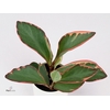 Peperomia clus. ' Jellie'